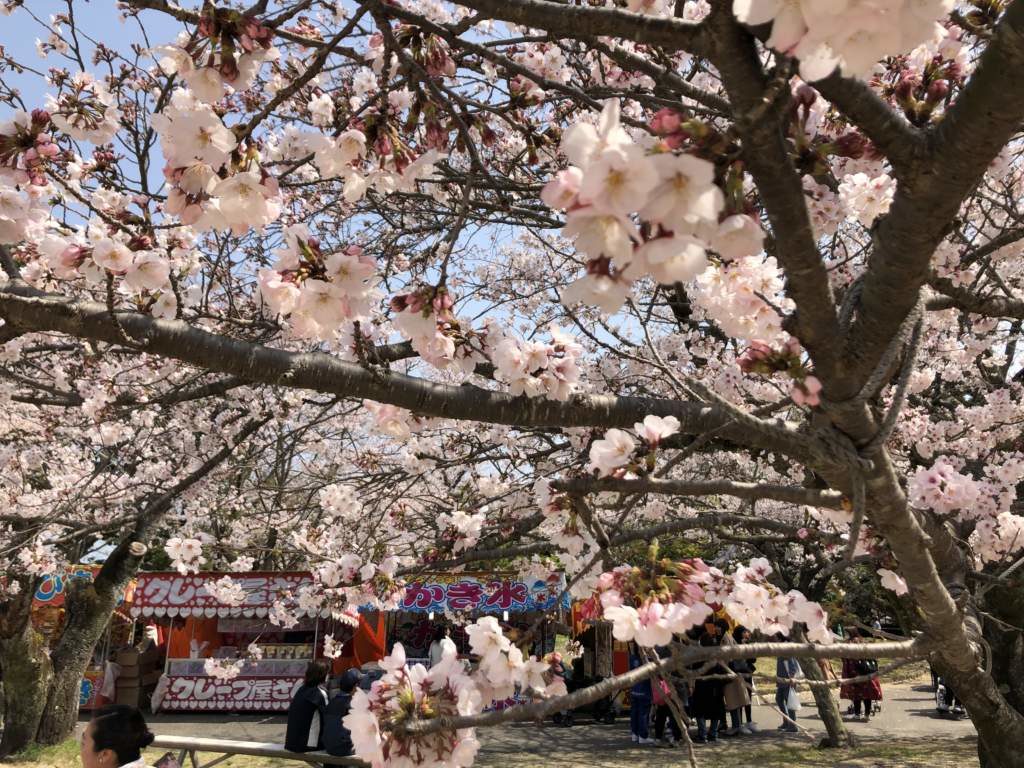 臼杵城址さくらまつり　ワープ桜フェスタ